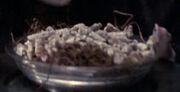 Talaxian worm root