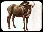 Gnu Abbildung