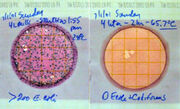 Petrifilm E. coli