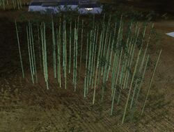 Bamboo
