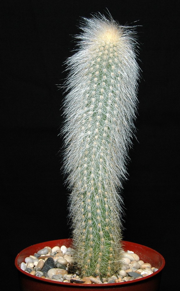 Cleistocactus strausii - Cactus Wiki