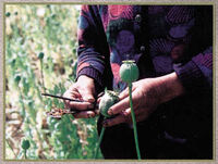 Harvesting opium