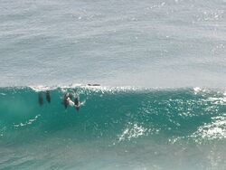 Dolphins-surfing