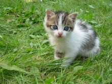Stray kitten Rambo002