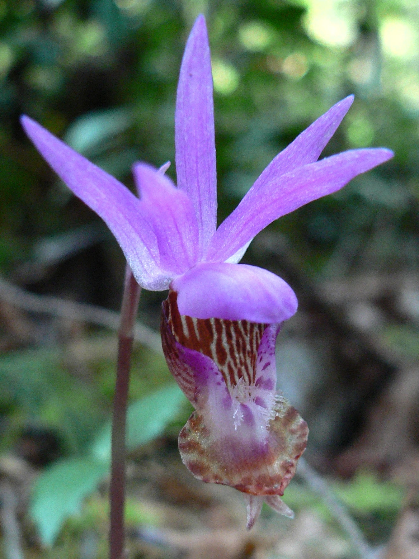 Calypso bulbosa Orchids Wiki