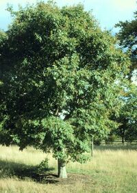 Fraxinus