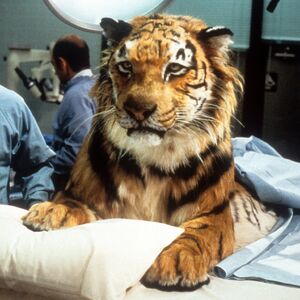 Jake-tiger