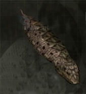 Tsuchinoko