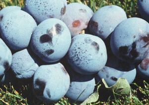 DamsonPlum