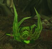 Cleansed Whipper Root