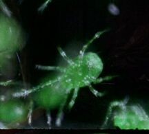 Wood mite