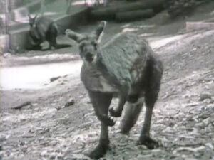 KangarooBlues