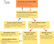 NSsystem