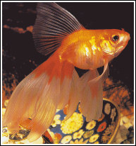 Veiltail1.jpg Veiltail1.jpg