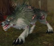 Diseased Wolf