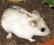 Chinese Hamster