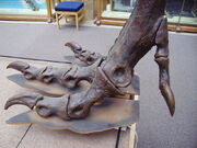 T.rex. Hind foot