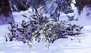 Frostberry Bush