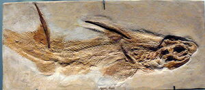 Hybodus fraasi