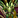 IconSmall DrakonidGreen