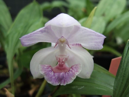 Aganisia cyanea Orchids Wiki