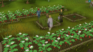 Strawberry bushes
