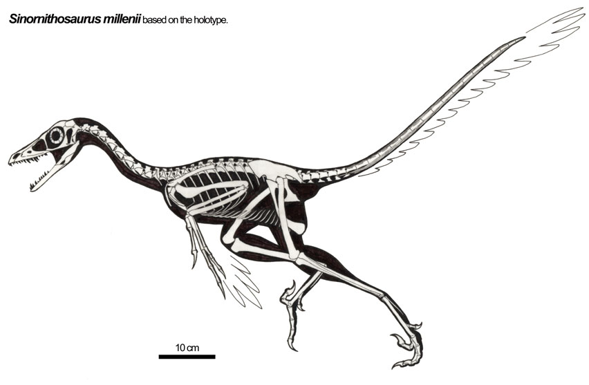 sinornithosaurus fossil