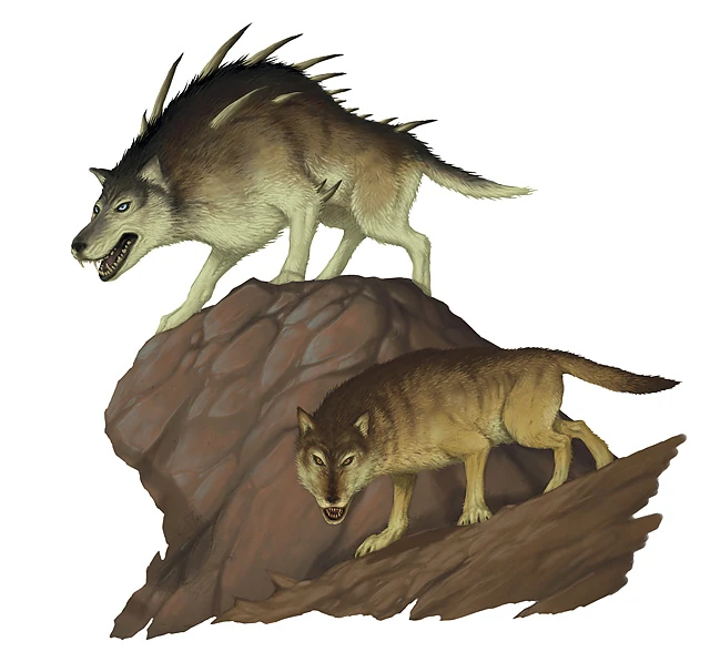 Dire wolf The Realms Wiki Books, races, classes, and more