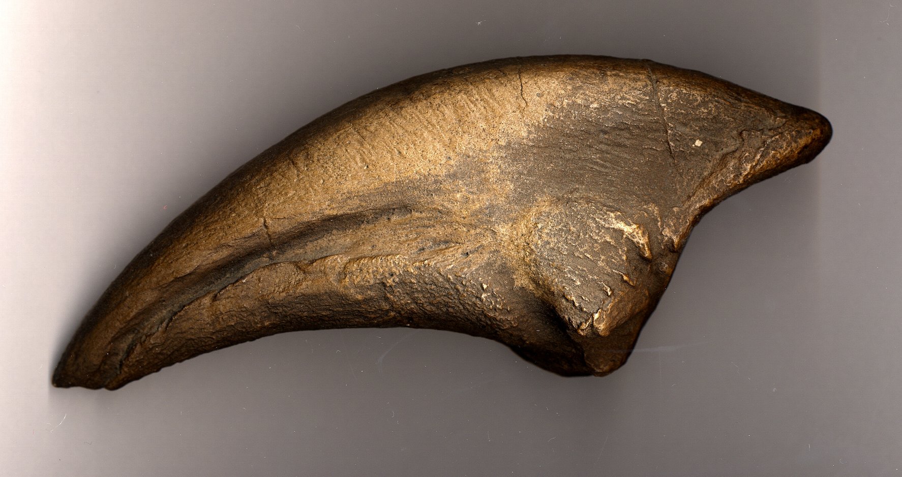 allosaurus fossil