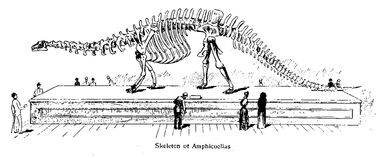 Sharp californian amphicoelias