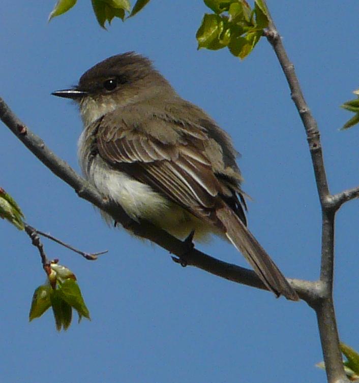 Perching Birds Wildlife of Alberta Wiki