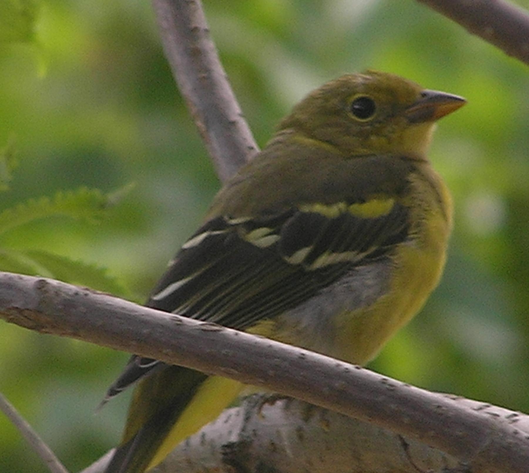 Perching Birds - Wildlife Of Alberta Wiki