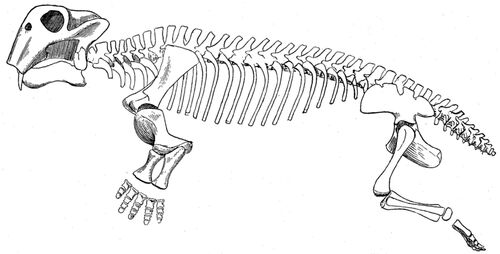 Lystrosaurus - Fossil Wiki, the paleontology wiki
