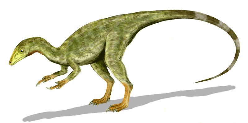 compsognathus fossil