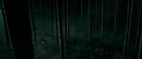 Forbidden Forest GOF 1