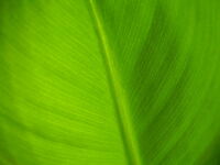Dwarf cavendish leaf