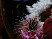 Picards Zierfisch