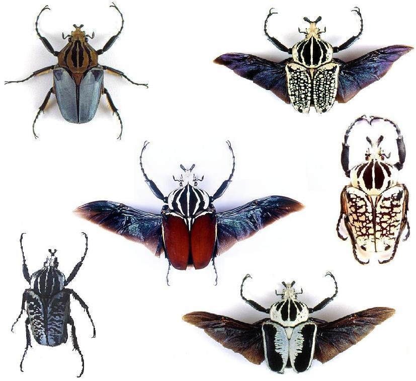the brown wasps The brown wasps essay - the brown wasps in loren eiseley’s essay the brown wasps, eiseley shows that humans and animals act in similar ways he says that humans and animals cling to the things they know very strongly. the brown wasps The brown wasps essay - the brown wasps in loren eiseley’s essay the brown wasps, eiseley shows that humans and animals act in similar ways he says that humans and animals cling to the things they know very strongly.