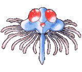 Archivo:Tentacruel en la primera generación.png