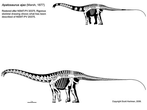 brontosaurus bones