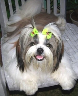 Shih Tzu 4