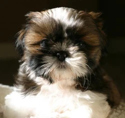 Filhote de cachorro Shih Tzu