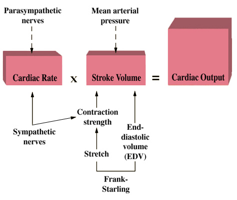 Stroke volume diagram