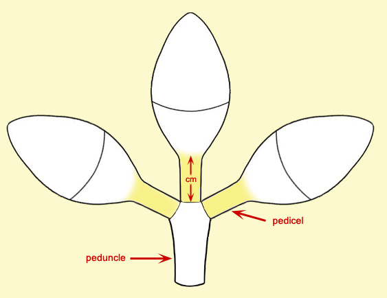 pedicel-analytical-wiki