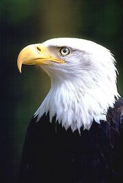 Eagles-face 894