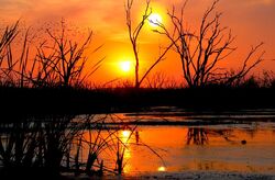Sunsets