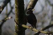 Starling