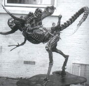 Walien2