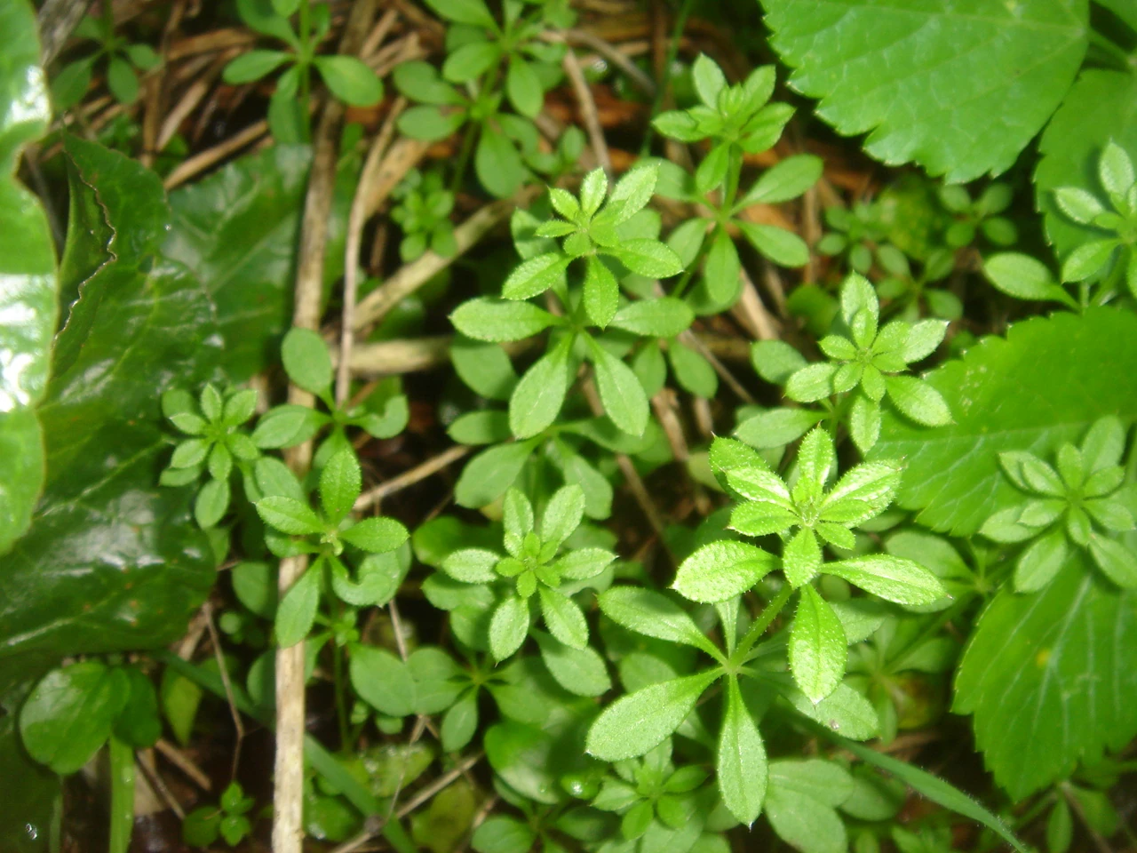 Common Cleavers British Wildlife Wiki