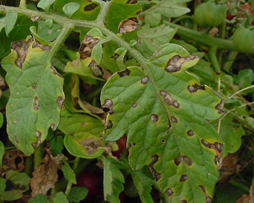 Septoria leaf spot - WikiGardener - The gardening site that anyone can edit